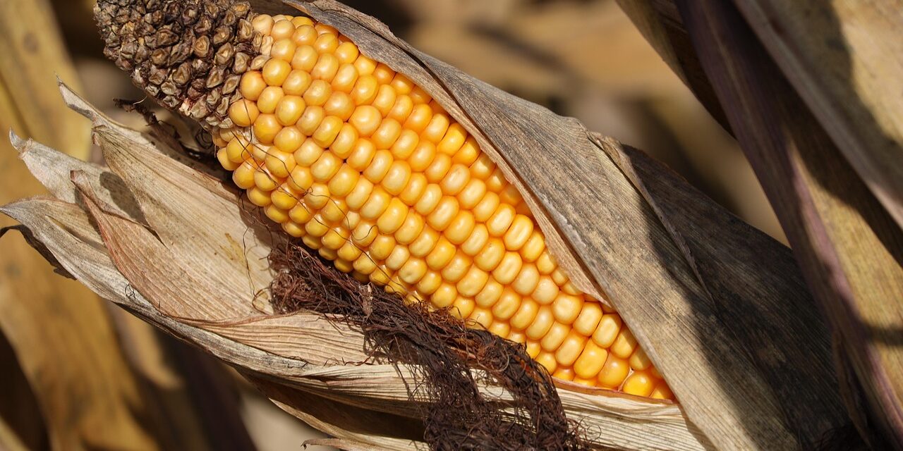 Les espaces ruraux du Sud : de l’agriculture vivrière à l’agrobusiness