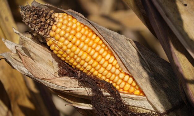 Les espaces ruraux du Sud : de l’agriculture vivrière à l’agrobusiness